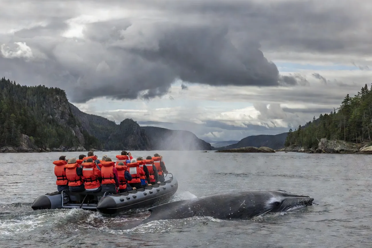 Croisière observation baleines zodiac Saint-Laurent Tadoussac
