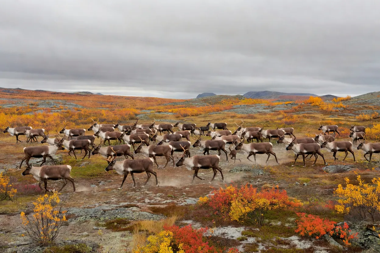 Orignal mâle dans une forêt boréale canadienne
