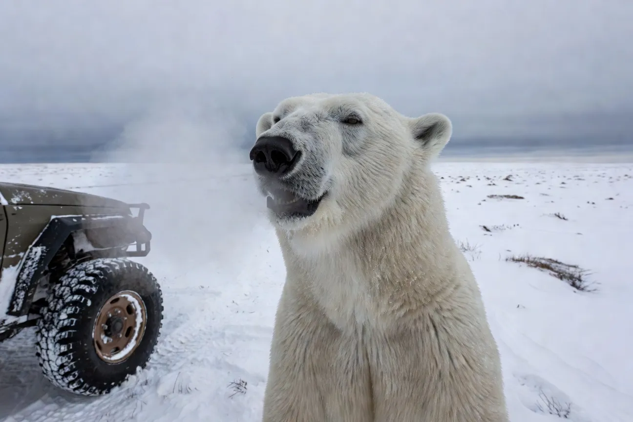 Ours polaire Tundra Buggy Churchill Manitoba Canada octobre novembre