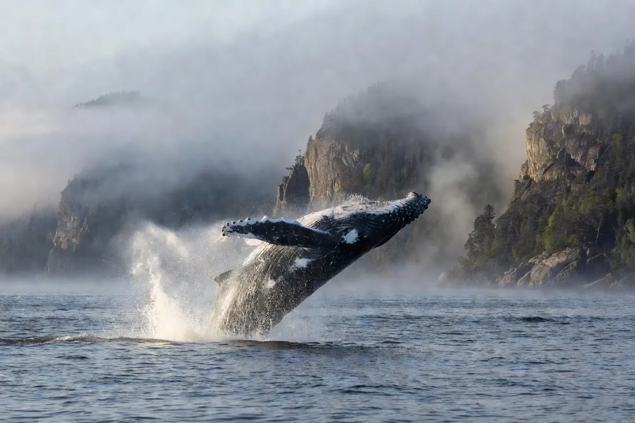 Baleines du Saint-Laurent 2026 : quand et où les observer
