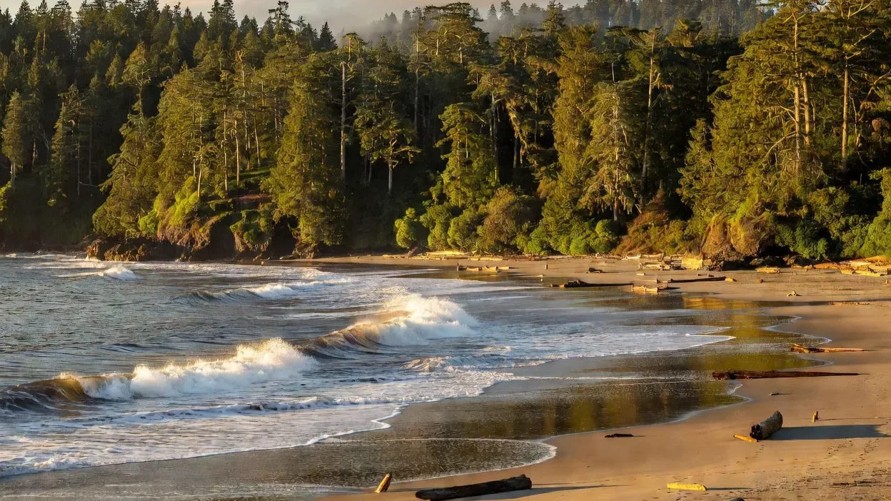 Vancouver Island et Tofino 2026 : surf, forêts anciennes et orques