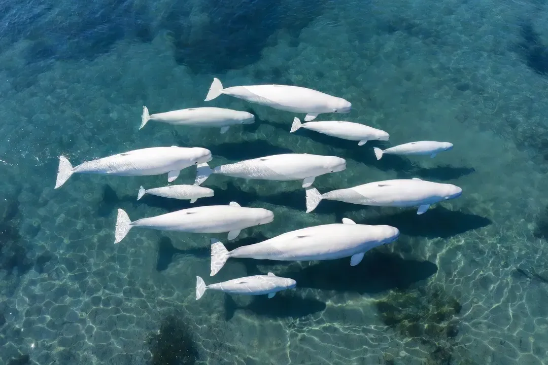 Pod de bélugas blancs photographiés depuis les airs dans l'estuaire du Saint-Laurent, Québec