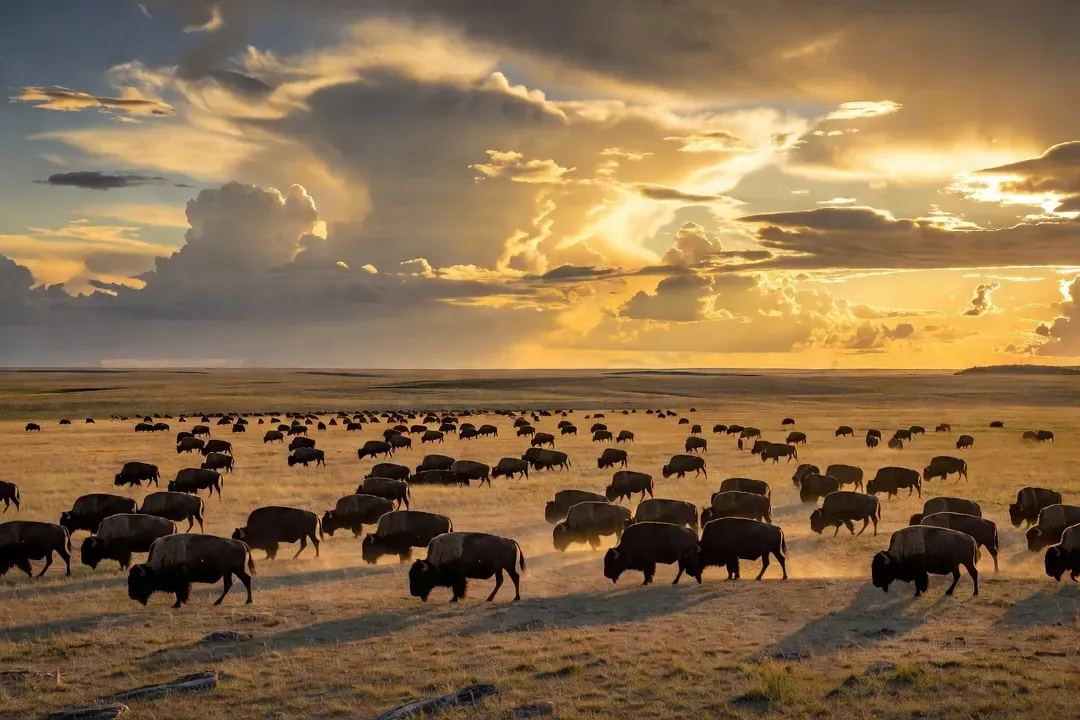Grand troupeau de bisons des plaines dans les prairies infinies de Saskatchewan, Canada