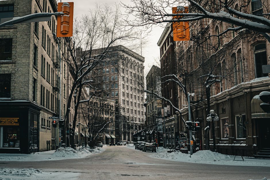 Manitoba - Ours polaire